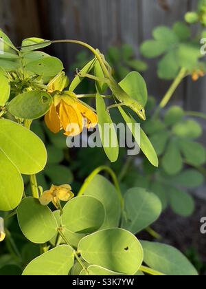 Camouflage petit lézard vert caché dans une plante à fleurs.Alias caméléon américain ou anole. Banque D'Images