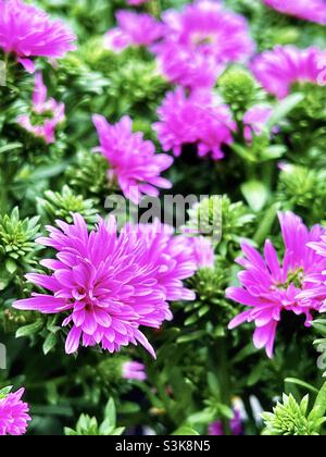 Fleurs d'aster de couleur rose poussant dans un jardin de cour. Banque D'Images