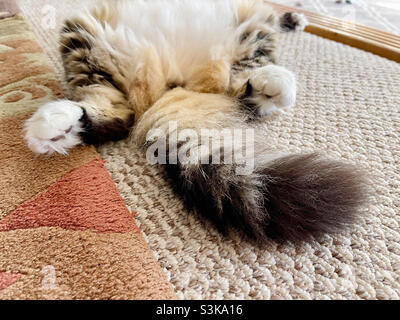 Chat femelle long à poil allongé sur son aigle endormi. Banque D'Images