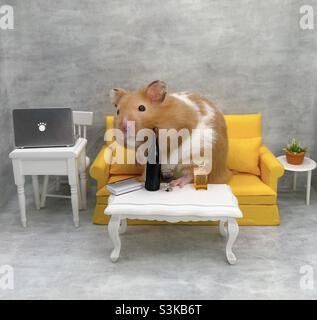 Joli hamster syrien dans une chambre confortable pour boire du vin rouge Banque D'Images