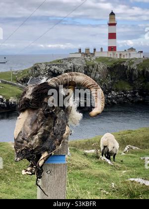 Une tête de mouton est sur un poteau en face d'un phare rouge et blanc dans l'est de l'île de Lewis dans les Hébrides en Ecosse Banque D'Images