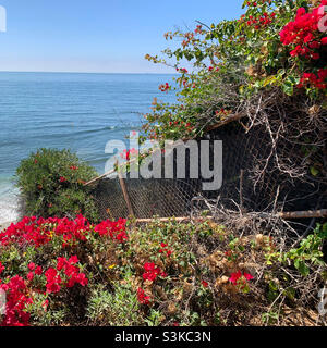 Septembre 2021, Flowers, Swami's Beach Park, Encinitas,San Diego County, Californie, États-Unis Banque D'Images