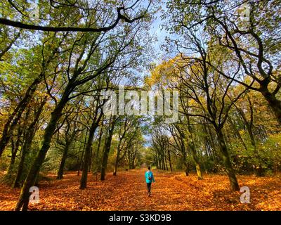 Femme marchant sur une avenue bordée d'arbres à travers les feuilles d'automne à Rivington dans le Lancashire Banque D'Images