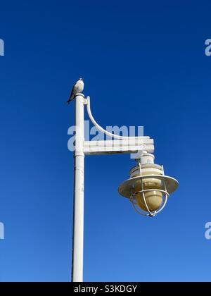 Mouette sur un poteau lumineux avec fond ciel bleu profond Banque D'Images