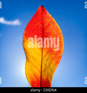 Une feuille de bleuet en automne Banque D'Images