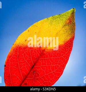 Une feuille de bleuet en automne Banque D'Images