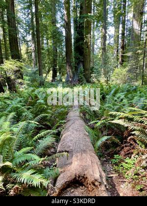 Une bûche tombée au milieu de fougères vertes et de séquoias dans les parcs nationaux et nationaux de Redwoods. Banque D'Images