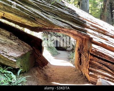 Un tunnel traversant découpé sur le côté d'un séquoia tombé sur un sentier du parc national. Banque D'Images