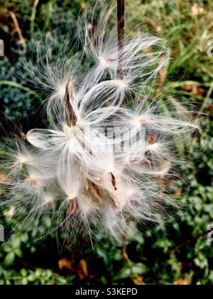 Pépins de laits avec des graines qui balancent dans la brise, prêts à prendre le vol, comme des parachutes en soie.Le cycle de la nature, une fin et un début, Ontario, Canada. Banque D'Images