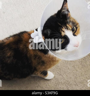 Cat dans un cône Banque D'Images