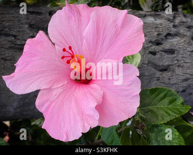 Fleur d'hibiscus rose en gros plan Banque D'Images