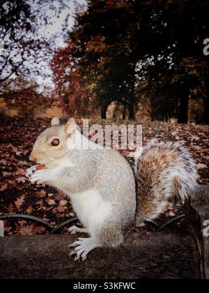 Gros plan sur un écureuil gris mangeant de la noisette dans un parc de Londres Banque D'Images