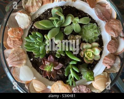 Gros plan, succulents plantant dans le récipient blanc à l'intérieur du verre rond décoré de coquillages. Banque D'Images