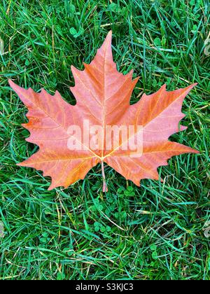 Feuille de Sycamore sur fond herbacé, automne. Banque D'Images