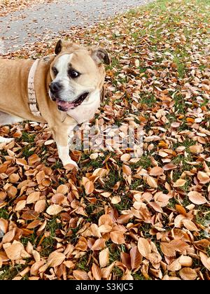 Bulldog victorien parmi les feuilles d'automne. Banque D'Images