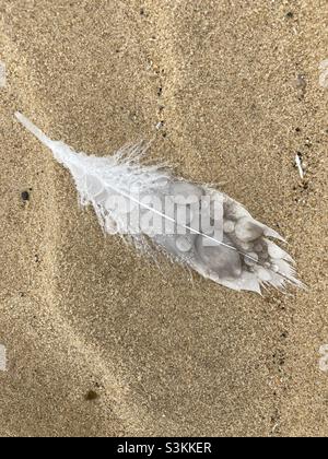 Macro de raindrops et de l'anatomie des plumes, image prise à Holkham Beach, Norfolk novembre 2021 Banque D'Images