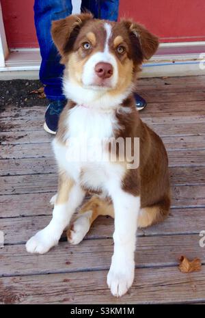 Charlie le chiot grandit chaque semaine et il est plein d'énergie Banque D'Images