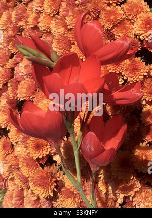 Vibrant, chi, fleurs, orange, rouge,beauté, énergie, feu, nature, or Banque D'Images