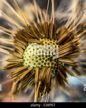 Photo macro d'un pissenlit perdant ses graines Banque D'Images