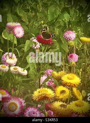 Papillon amiral rouge sur des fleurs de paille rose et jaune (hélicrysum orientale) à Batemans, dans le Sussex Banque D'Images