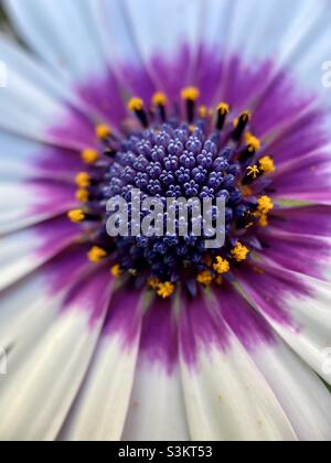 Gros plan du centre d'une Marguerite DAISY Banque D'Images