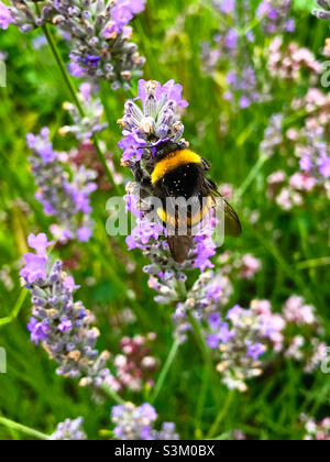 L'abeille pollinise la plante de lavande Banque D'Images