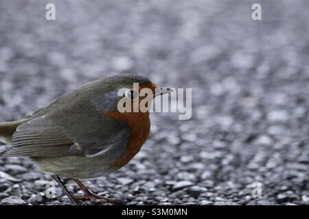 robin au zoo de paignton, devon, angleterre Banque D'Images