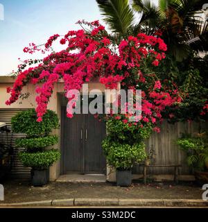 Bougainvillea grandit au-dessus de l'entrée d'une maison à Discovery Bay, île Lantau, Hong Kong Banque D'Images