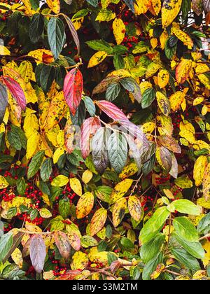 Neige Joey viburnum feuilles de couleur automnale. Banque D'Images