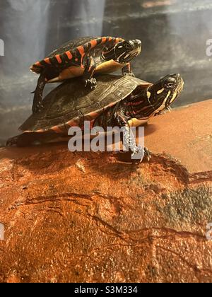 Gros plan de deux tortues capturées avec l'une empilée l'une sur l'autre.Photo prise le 9 2021 décembre Banque D'Images