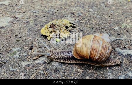 Un gros escargot rampant sur le sol Banque D'Images