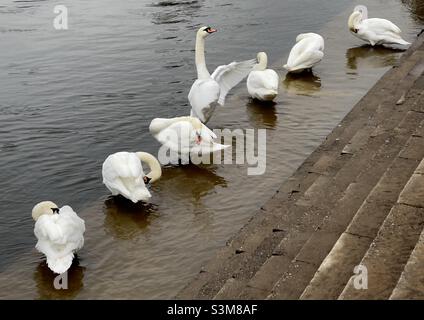 Une rangée de cygnes blancs se prêtant sur les marches du fleuve Severn à Worcester Banque D'Images