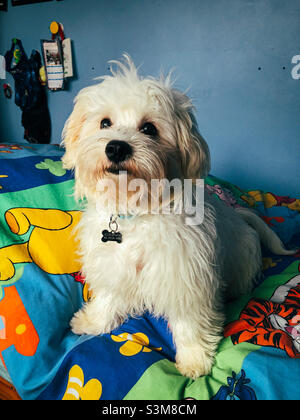 Portrait d’un jeune chien de cavapoo blanc assis sur le lit d’un enfant. Banque D'Images