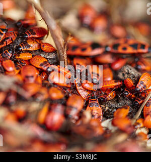 Confusion, tant de punaises de feu rampant ensemble, insectes très jeunes et vieux, le nom latin est Pyrrhocoridae, photo carrée avec foyer sélectif Banque D'Images