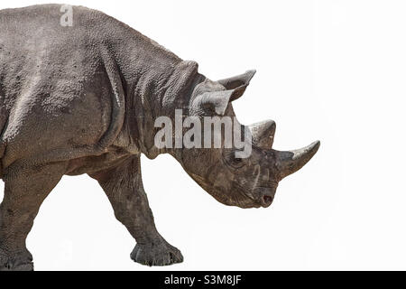 Rhinocéros noir en profil, mâle avec les deux cornes typiques, découpé devant un fond blanc Banque D'Images