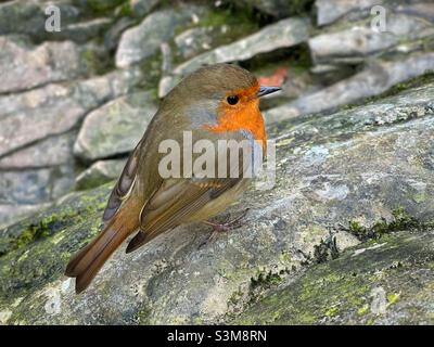 Sympathique Robin (erithacus rubecula) à la recherche de miettes de marcheurs. Banque D'Images