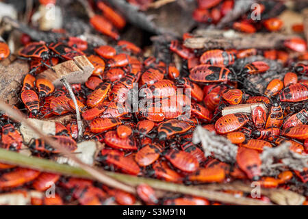 De nombreux dendroctone du feu rouge noir, de jeunes animaux et d'adultes se parcourent les uns les autres au soleil, nom latin Pyrrhocoridae, foyer sélectif Banque D'Images