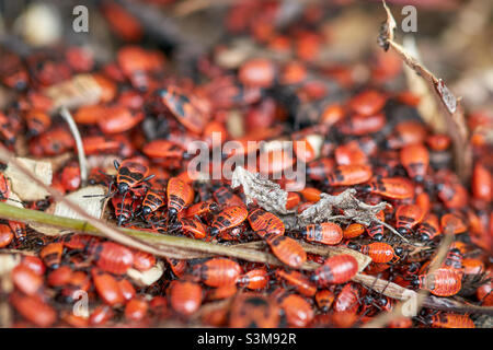 Beaucoup de gros et petits, vieux et jeunes insectes rouges, latin Pyrrhocoridae, vous pouvez voir le motif noir sur le corps rouge, foyer sélectif Banque D'Images