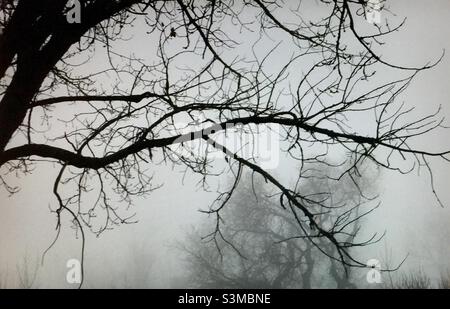 Vieux bois, arbres, hiver, jour brumeux, Banque D'Images