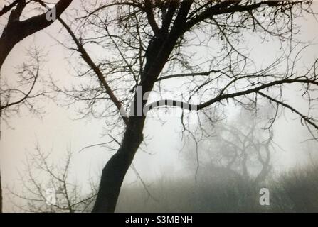 Vieux bois, arbres, hiver, jour brumeux, Banque D'Images