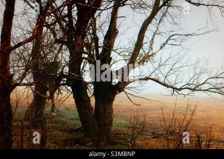 Vieux bois, arbres, hiver, jour brumeux, Banque D'Images