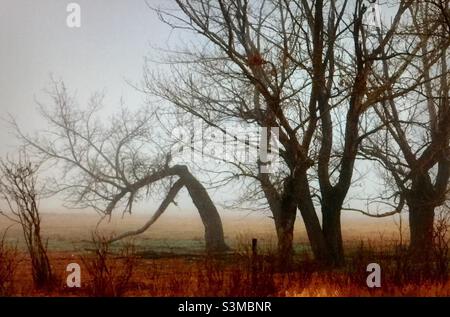 Vieux bois, arbres, hiver, jour brumeux, Banque D'Images