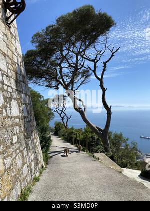 Réserve naturelle de roche supérieure à Gibraltar Banque D'Images