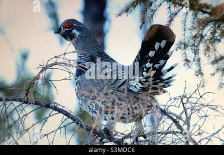 Tétras d'épinette, Falcipennis canadensis, oiseaux d'Amérique du Nord, perchés, épinettes, faune, oiseau,nature sauvage, sauvage Banque D'Images