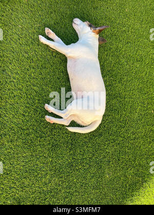 Chien endormi à l'extérieur Banque D'Images