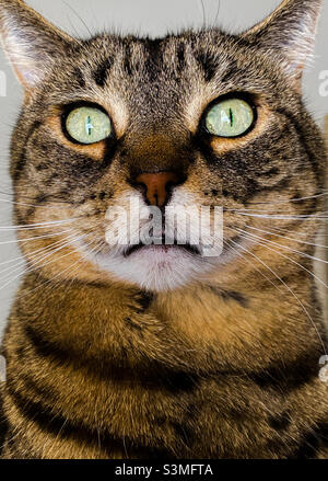 Mon beau tabby chat Tasha gros plan Banque D'Images