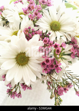 Fleurs de pâquerettes blanches. Banque D'Images