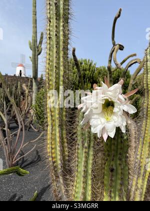 Une fleur blanche en fleurs sur un cactus au premier plan et un moulin à vent en arrière-plan. Banque D'Images