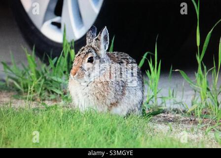 Lapin blanc à queue blanche, (Lepus townsendii), lièvre des Prairies, Jack blanc, ouest de l'Amérique du Nord, faune Banque D'Images