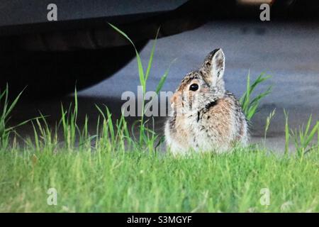 Lapin blanc à queue blanche, (Lepus townsendii), lièvre des Prairies, Jack blanc, ouest de l'Amérique du Nord, faune Banque D'Images